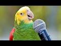 Best PARROT Talking Moments You Won T Believe