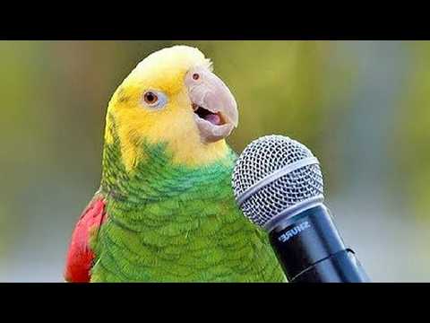 Les meilleurs moments de la conversation d'un perroquet... vous n'en reviendrez pas !