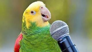 Les meilleurs moments de la conversation d'un perroquet... vous n'en reviendrez pas !