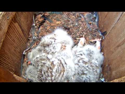 Sleepy Barred Owlet Stretches Feet – Apr. 26, 2017