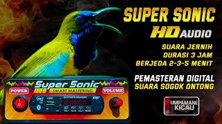 Download lagu SOGOK ONTONG‼️mastering digital umpamane kicau. jernih & ngeristal mp3 Download lagu SOGOK ONTONG‼️mastering digital umpamane kicau. jernih & ngeristal mp3