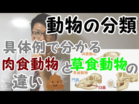 肉食哺乳類の特徴と例