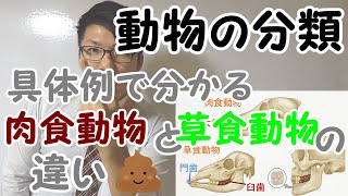 【中学理科】2-12 草食動物と肉食動物～具体例で実感できる～【中２理科】