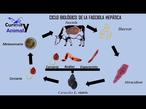 , title : 'Ciclo de biológico de la Fasciola Hepática'