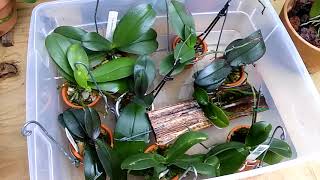 Orchids............feeding day