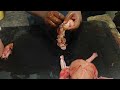 Chicken Skin Out Skills