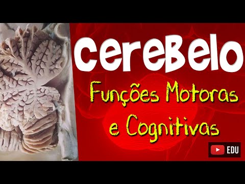 CEREBELLUM FUNCTIONS - Motor and Cognitive - Neuroanatomy with Rogério Souza