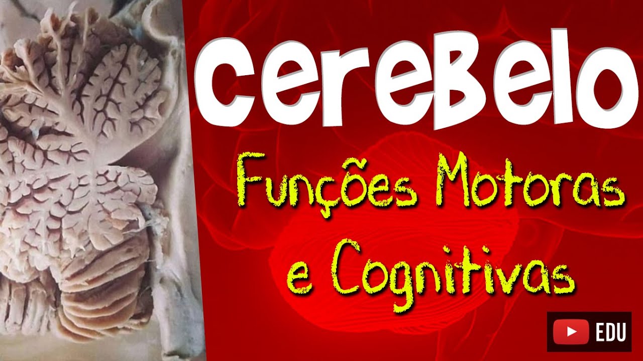 FUNÇÕES DO CEREBELO - Motoras e Cognitivas - Neuroanatomia com Rogério Souza