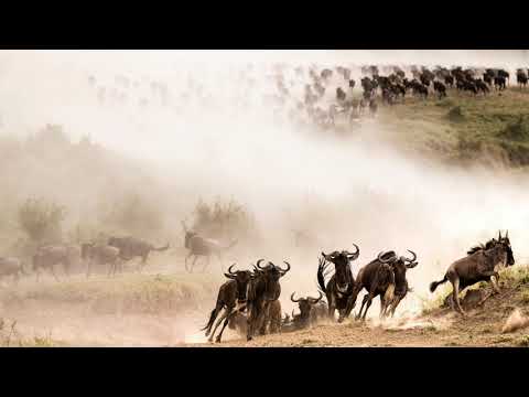 The Great Migration of wildebeest