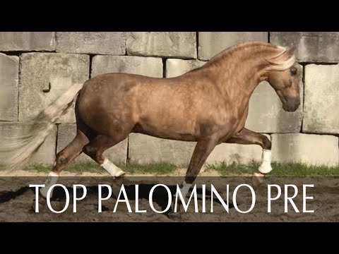 TOP QUALITY PRE Palomino Horse for Dressage and Breeding piro free