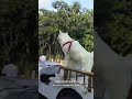 Tere Chehre Se Najar Nahin Hatati Najare Ham Kya Dekhen Animals Status Oldsong Love Viral