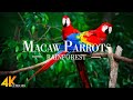 Macaw Parrots 4K Relaxing Music With Colorful Birds Nature Sounds Of Jungle Rainforest