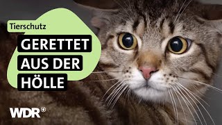 Einsatz in Messi-Wohnung: 15 Katzen in schockierendem Zustand | S04/E0