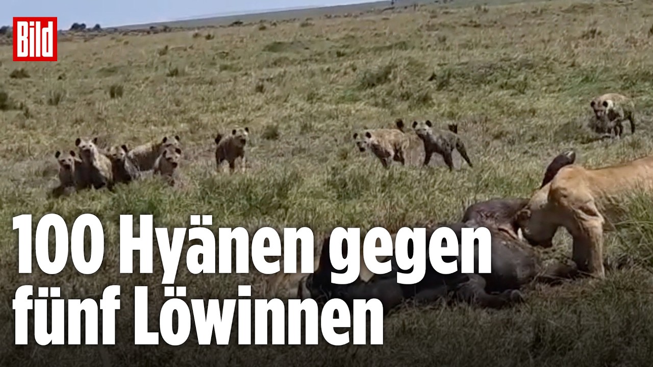 Kampf um die Beute: 100 Hyänen legen sich mit fünf Löwinnen an