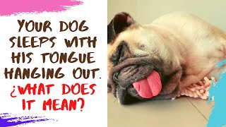 🐶💤 Your Dog Sleeps With His Tongue Hanging Out. ¿What Does It Mean?