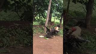 Download lagu Aseel fight with eagle😈😈😈|| @Farmercg07 ||#eagles #aseelmurga #animal #animals #fight mp3