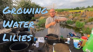 Uncover the Secret to Successfully Re-potting Water Lilies!