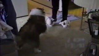 animale cainele agresiv