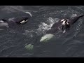 Orca Eating A Sea Lion
