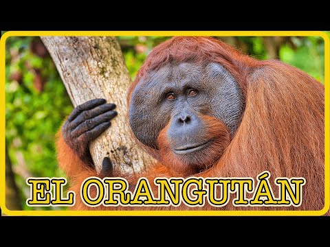 EL ORANGUTÁN 🦧 | Videos educativos para niños | Los animales | Documentales para niños
