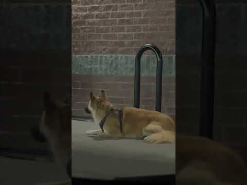 Dog View Canada 🇨🇦