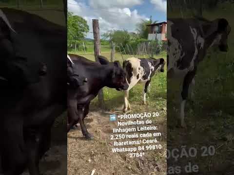 20 Novilhotas de linhagem Leiteira: 2.250 reais cada em Ibaretama/ Ceará.ZAP 84 99810 2784*#gado
