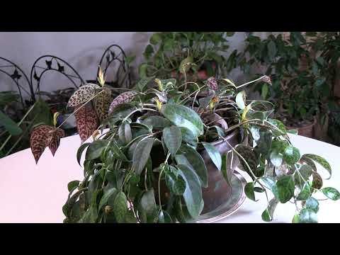 Lipstick Plant 'Black Pagoda' / Plant Spotlight