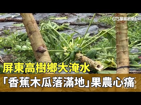 屏東高樹鄉大淹水　「香蕉木瓜落滿地」果農心痛