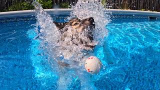My Husky JUMPS Into he Pool For What? 💦 Husky Swimming Pool Party