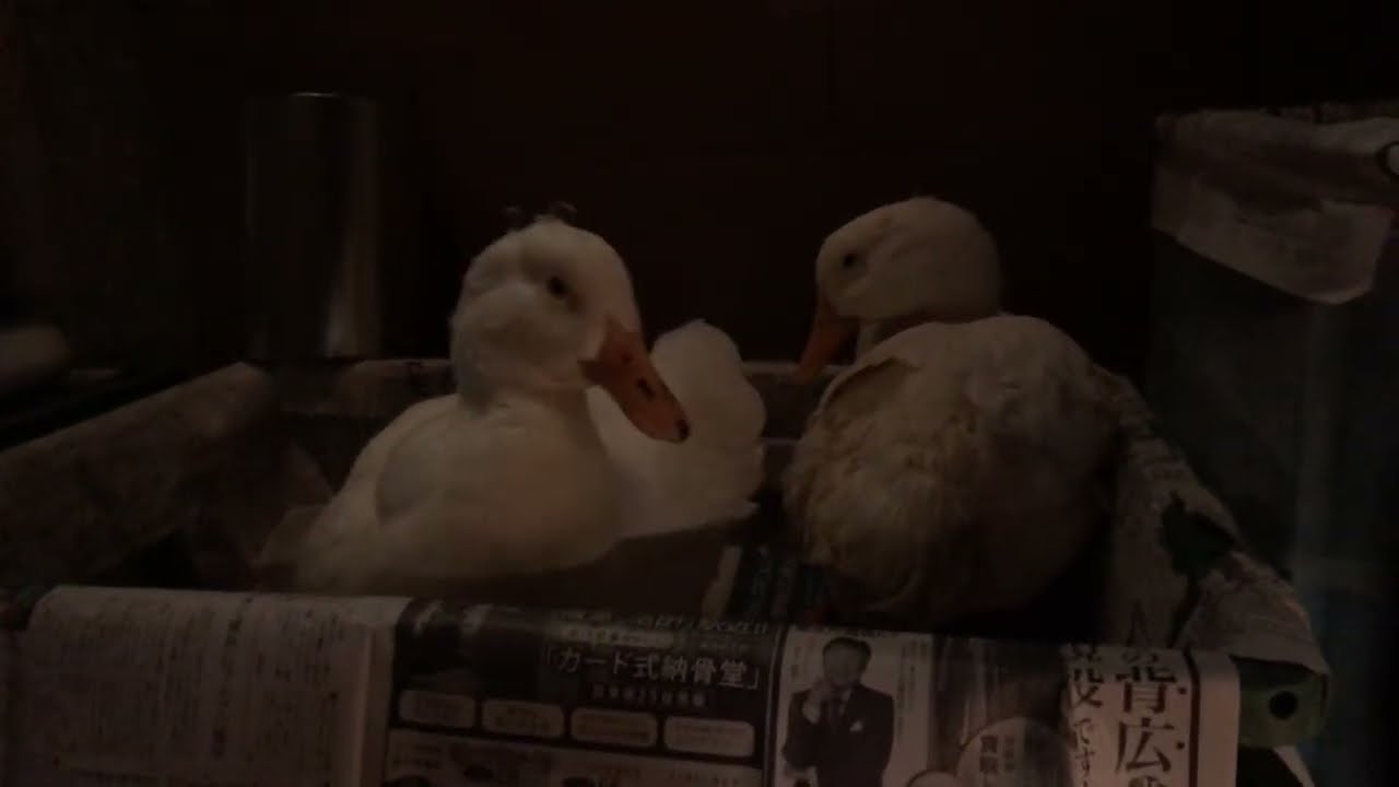 bayashi23 がライブ配信中！