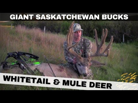Giant Saskatchewan Bucks - Saskatchewan Whitetail & Mule Deer