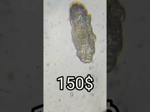 МИКРОСКОП ЗА150$ ИЛИ ЗА 1500$