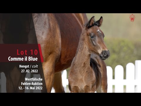 Fohlen-Auktion Lot 10 Comme il Blue Hengst v. Comme il faut NRW - Chacco Blue