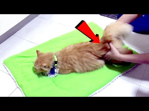 How to Calm a Female Cat in Heat?