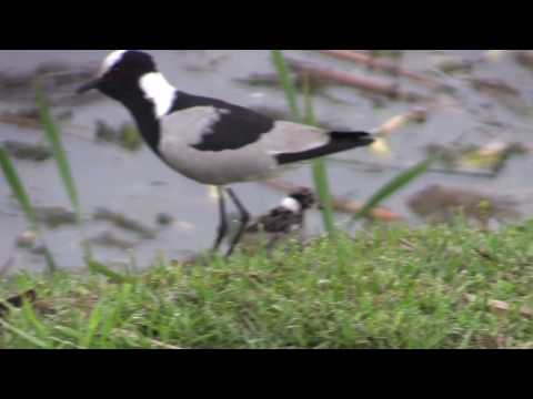 Newborn Blacksmith Lapwing - Filmed by Greg Morgan