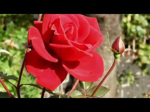 城西大学坂戸キャンパス　秋のローズガーデン 【#城西大学】