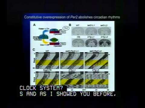 Clock Genes and Clock Cells: A New View