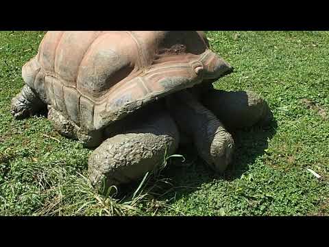 Vienna Zoo (Tiergarten Schönbrunn), 12.08.2020