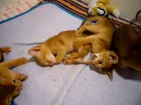 download lagu mp3 mp4 Chatons Abyssins, download lagu Chatons Abyssins gratis, unduh video klip Chatons Abyssins