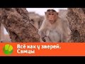 Все как у зверей. Самцы | Живая Планета Все как у зверей. Самцы | Живая Планета