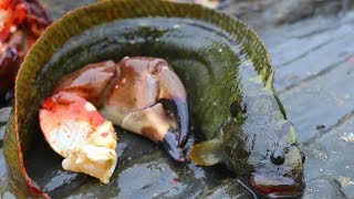 Catch and Cook Monkeyface Eel - Lowtide foraging