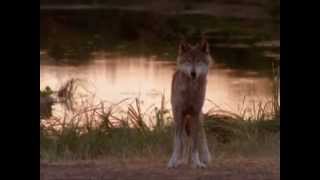 OST Dances With Wolves - Track 06 - Two Socks - The Wolf Theme