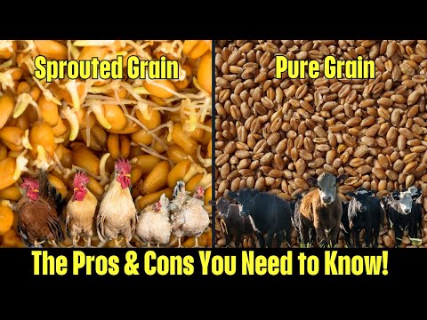 Sprouted Grain vs Pure Grain | Which is Better for Your Livestock