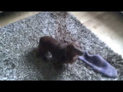 Millise kampsuni täna valime?