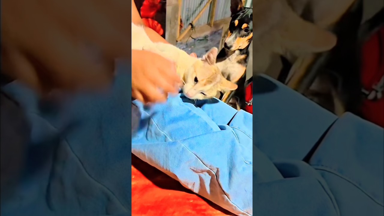 ধোসা বনাম চিকু: ১৬ সেকেন্ডের কুস্তি! 😼🐕#Shorts #Chiku #Dhosa #viral