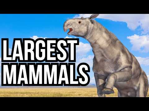 Ranking 14 Of The Largest Land Mammals To Have Ever Existed - From Smallest To Largest