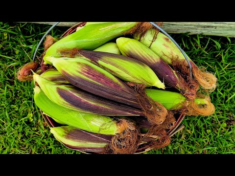 Glutinous Corn Growing and Time Lapse / 75 Days / Growing Corn 2025