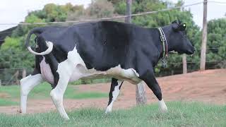 Lote 42   2229