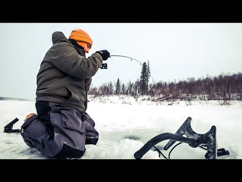 Finding &amp; Catching Fish (multiple species)