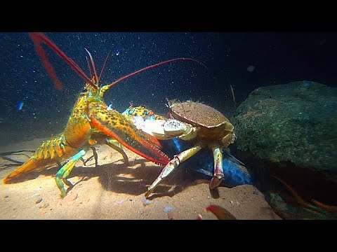 download lagu mp3 mp4 Lobster Vs Crab, download lagu Lobster Vs Crab gratis, unduh video klip Lobster Vs Crab
